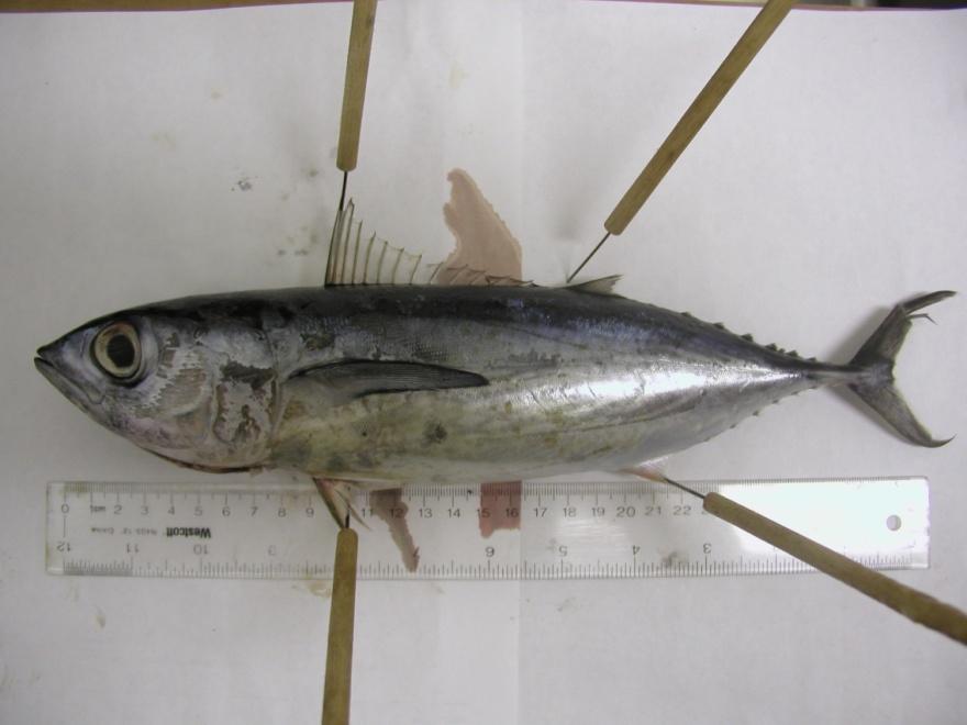 2011 AAFA Biological Sampling Program Samples Collected 50 albacore th th July