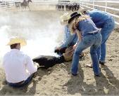 The cowboy throws a loop, called a trap, in front of the calf s back feet and allows the calf to step into the loop; then a quick pull on the rope catches the back legs.
