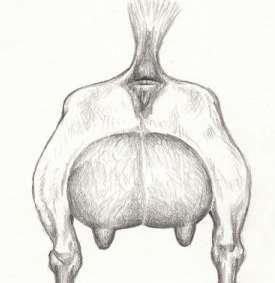 MS Rear Udder pts = 20% of MS 1. Capacious, high, wide, and arched into the escutcheon 2.