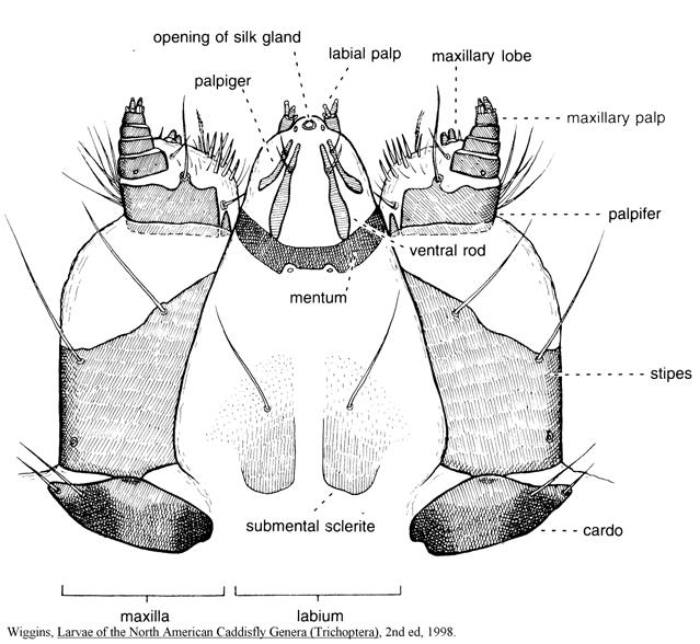 Note the opening of the silk gland at the tip of the labium.