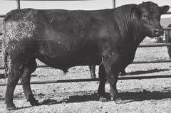111 HD Dunn Game Day 3317 Birth Date: 5-1-2013 Bull 17638612 Tattoo: 3317 CED +0 #G 13 Structure #TC Stockman 365 BEPD +3.