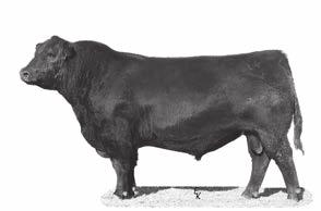 GDAR Game Day 449 Reference Sires Game Day cattle work very well in our environment. The bulls perform well, and the cows are fertile, easy fleshing, and moderate sized with good udders.