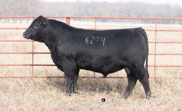 Lot 32 - Lyons Courage 6274 32 Birth Date: 9/14/16 Connealy Courage 25L Pearl Pammy of Conanga 194 Lyons Courage 6274 Rito 6I6 of 4B20 6807 Lyons