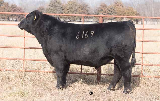 Lot 43 - Lyons Tour of Duty 6169 43 Birth Date: 8/22/16 Werner War Party 2417 RB Tour Of Duty 177 B A Lady 6807 305 Coleman Regis 904 Lyons Lady Allison 3114 Lyons Lady Allison 1194 Lyons Tour of
