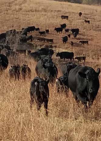 Understanding the Numbers Production & Growth CED Calving Ease Direct EPD is expressed as a difference in percentage of unassisted births that predicts the ease in which a sire s calves will be born