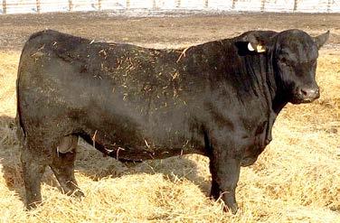 and Polled Hereford GANAngus Bull Sale Selling 62 wo Year ld Bulls Friday, February 23, 2018 1:00 PM NEW CAIN - Gant Ranch 37195 285th Street 2 Miles W.