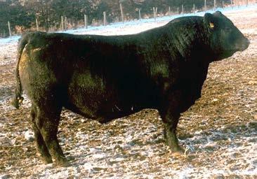 2 WW 63 YW 107 M 23 Hereford Service Sires R n arget, JDH About ime NJW Homegrown, FF Prospector Pyramid Homegrown Mark Gant P Box 15 Geddes, SD 57342 (605) 337-2340 Cell: (605) 680-1540