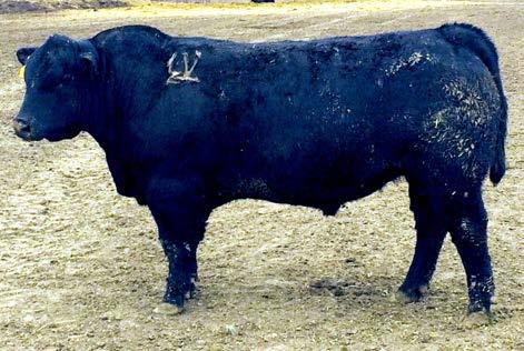 5 52 98 19 Recommended for heifers 75 590 1110 55 atoo 176 Birthdate 03/26/16 CNNEAY CNSENSUS 7229 SYES CNSENSUS P21 PAINVIEW BARBARA F48 WAR FREFRN 3115 0261 GA FREFRN 181F GA PARAGN 125 M 2.