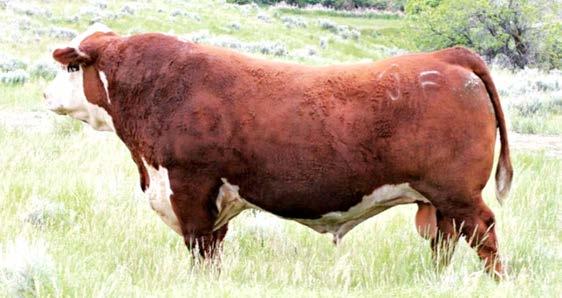 7 58 104 29 NJW 735 Homegrown 8Y Homegrown is a very consistent breeding bull adds doing ability and payweight to his