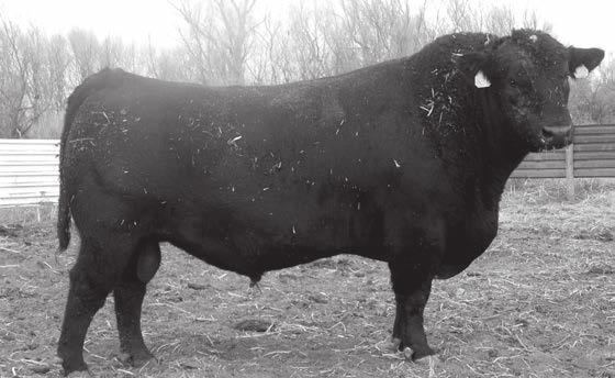 HEREFRD AND ANGUS REFERENCE SIRES Styles Consensus P21 Connealy Consensus 7229 Style Consensus P21 Plainview Barbara F48