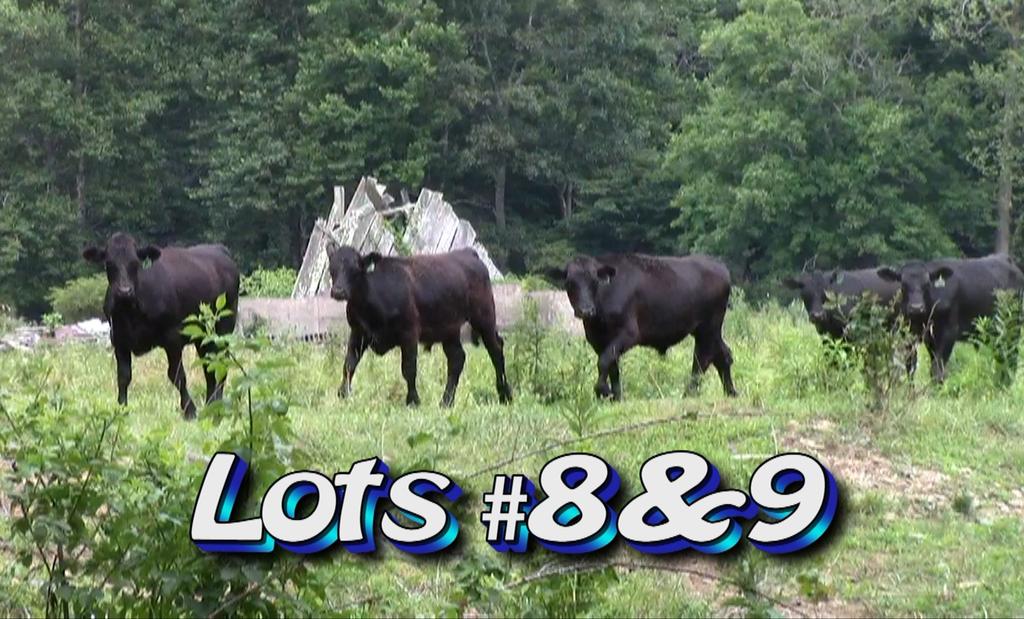 LOT 8 Floyd Greene 3990 NC Hwy 194 N. Boone, NC 28607 828-262-0116 Approximately 60 steers Estimated Weight: 865# Weight Range: 750-875# Description: Approx.