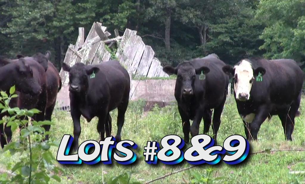 LOT 9 Floyd Greene 3990 NC Hwy 194 N. Boone, NC 28607 828-262-0116 Approximately 62 steers Estimated Weight: 825# Weight Range: 725-850# Description: Approx.