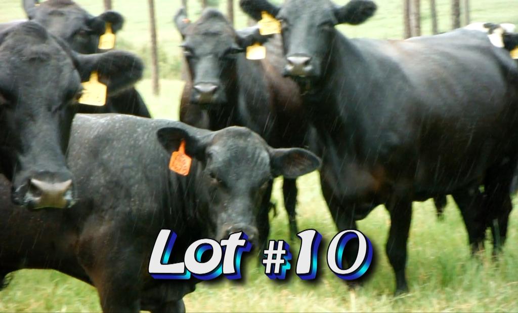 LOT 10 Herndon Farms Lyons, GA Approximately 1 load steers Estimated Weight: 600# Weight Range: 525-700# Description: Approx.