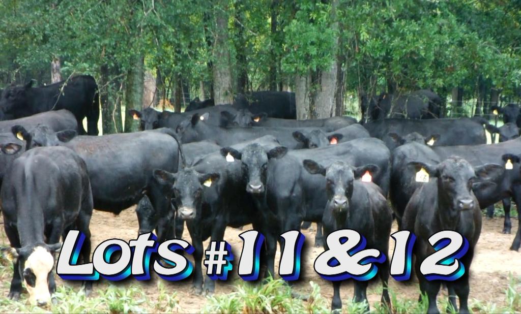 LOT 12 Solid Ground Farms Lyons, GA 912-326-3512 All Natural Approximately 1 load heifers Estimated Weight: 645# Weight Range: 550-710# Description: Approx.