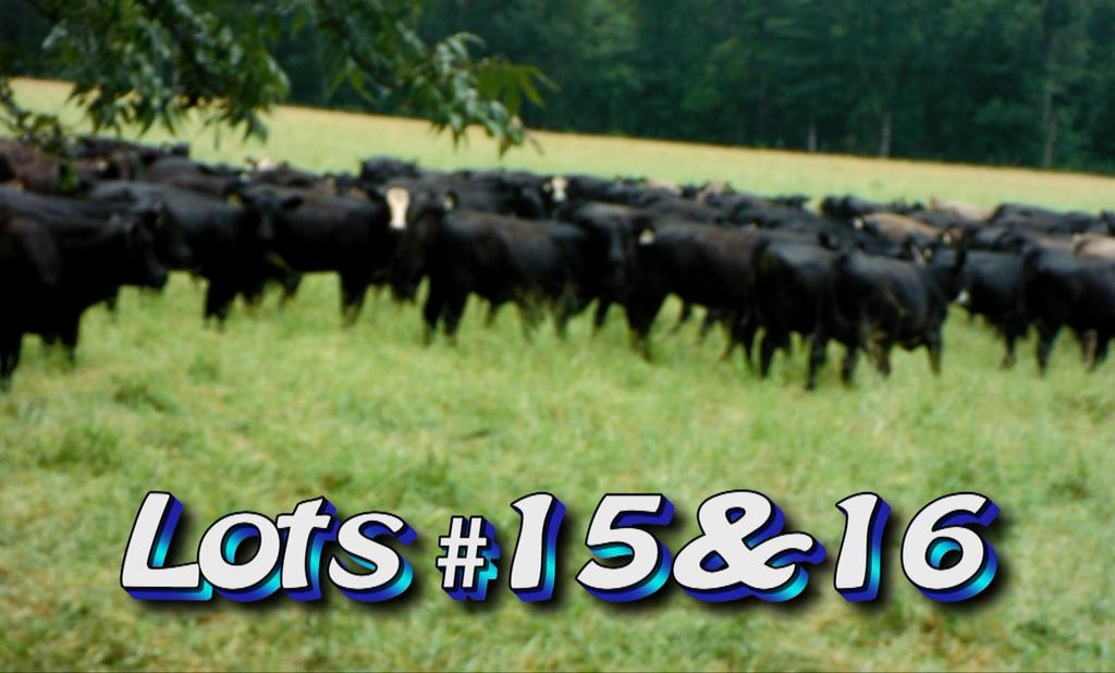 LOT 15 WW Ball Friendship Church Rd Statesboro, GA Approximately 1 load steers Estimated Weight: 545# Weight Range: 485-670# Description: Approx.