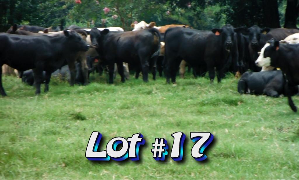 LOT 17 Cartee Farms Portal, GA 912-531-0580 Approximately 1 load steers Estimated Weight: 635# Weight Range: 540-720# Description: Approx.