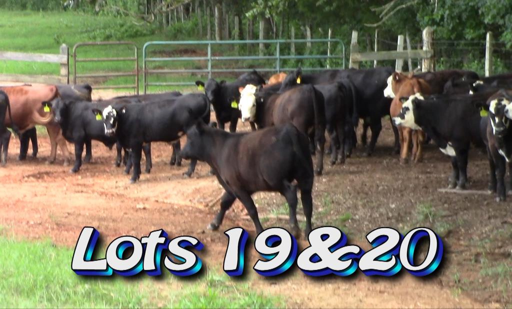 LOT 20 Jack Mcabee & Johnson Hunter Gaffney, SC Approximately 70 steers from 160 Estimated Weight: 595# Weight Range: 525-675# Description: Approx.