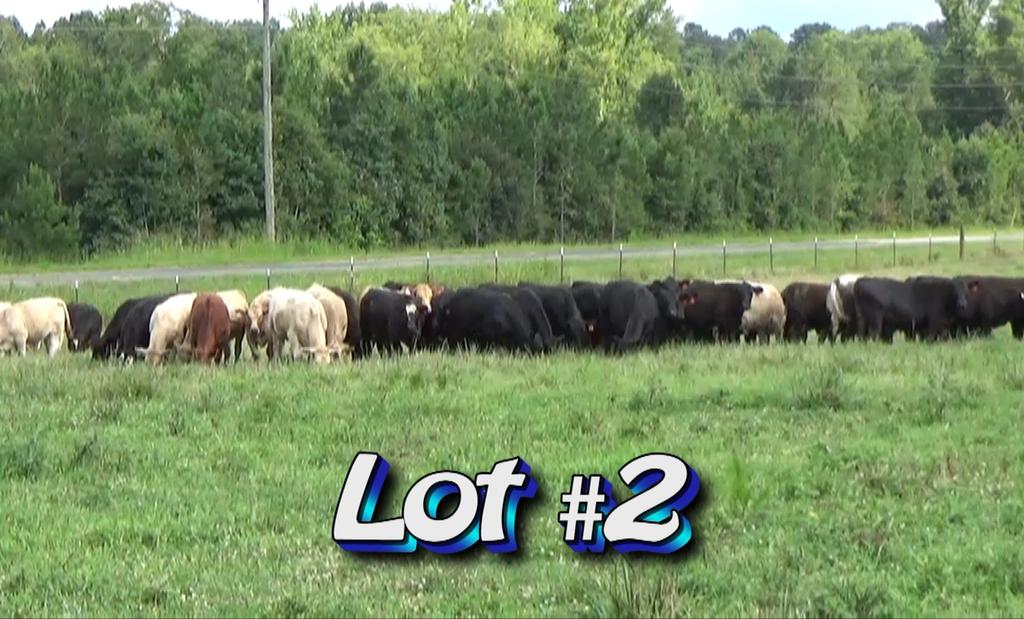 LOT 2 Coleman Farms & Wico Farms 2097 Ashford Ferry Rd Blair, SC 29015 Charles Coleman 803-920-5828 Approximately 58 steers Estimated Weight: 832# Weight Range: 760-980# Description: Approx.