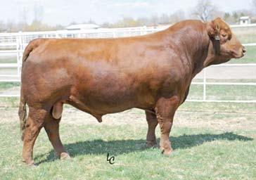 REFERENCE SIRES DCR