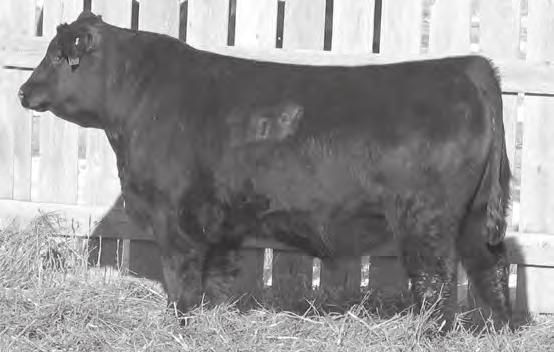 5 Southern Predestined 8865 Sons Wilde s 8865 Predestined 8109 Birth Date: 3/21/11 Bull: AAA 17074613 Freeze Brand: 8109 #GAR Predestined #+GAR Ext 4206 Southern Predestined 8755 AAA +15254445 [amf]