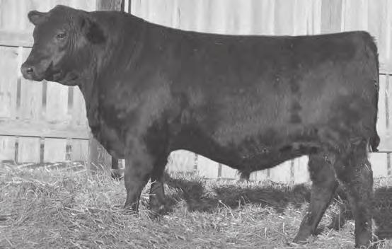 16 Ranks in the top 10% among non-parent Angus bulls for his EPD, CED EPD and $Wean Value, top 15% for EPD, CEM EPD, Milk EPD and Marbling EPD, top 20% for YW EPD and $Quality Grade Value, top 25%