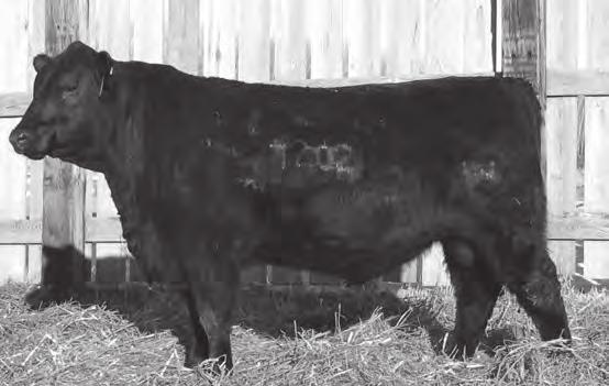 44 Wilde's Alliance 5067 Ranks in the top 10% among non-parent Angus bulls for his Milk EPD and $Wean Value, top 15% for EPD, and top 30% for YW EPD and $Beef Value.