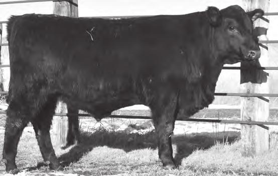 Powerful bloodlines combining the deceased Pathfinder GDAR Forever Lady 98 and the Pathfinder sire, Right Time, along with the $430,000 valued GAR Prime Time 2409 who has over $3 million in progeny