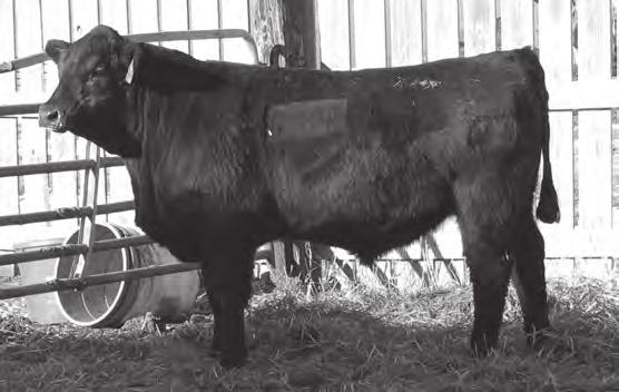 62 Ranks in the top 15% among non-parent Angus bulls for his Milk EPD. A bull with a great pedigree that blends both positive carcass traits along with maternal genetics as well as growth.