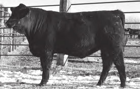 A bull whose genetics are probably one of the most powerful in the whole sale offering through two dams that stamp their progeny with growth and performance.
