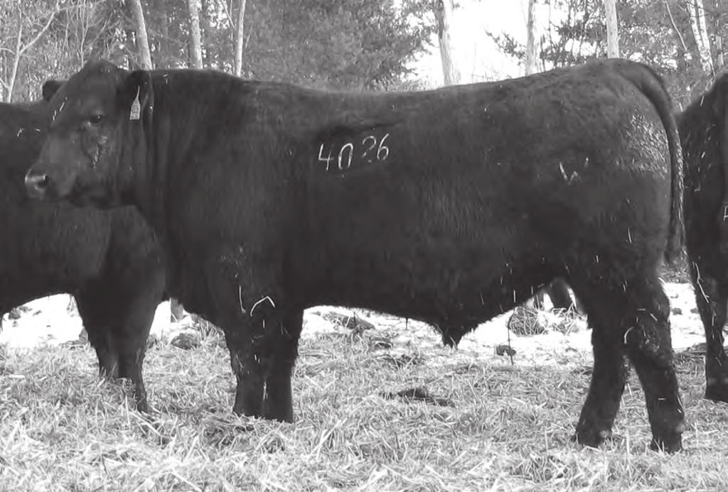 18 Month Old Angus Lot 127 127 Wilde's Mytty in Focus 4026 Birth Date: 9/28/10 Bull: AAA +16954440 Freeze Brand: 4026 #SAF Fame GDAR Forever Lady 246 Mytty In Focus AAA #13880818 [amf-caf-xf] Mytty