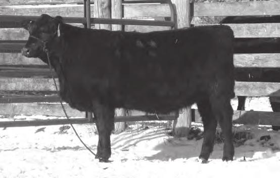 08 Lot 136 Great Granddam Prod CI 6@346 5@97 IMF 4@108 RE 4@101 Ranks in the top 3% among non-parent Angus heifers for her CED EPD, top 4% for EPD and top 15% for Milk EPD and $Wean Value.