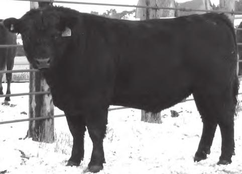 The dam of this bull is one of the first three original cows that was imported to us as an embryo.