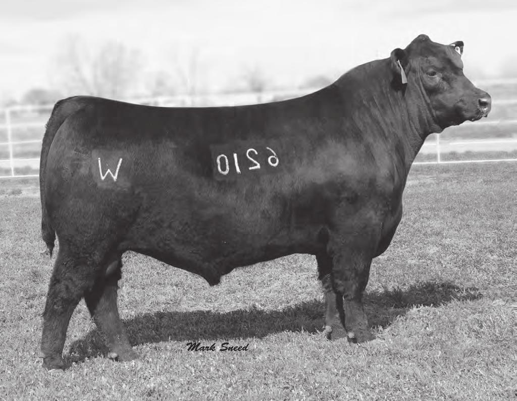 Reference Sires Wilde's Armor 6210 A Wilde's Armor 6210 Birth Date: 1/08/08 Bull: AAA 16225298 Freeze Brand: 6210 #SAF Fame GDAR Forever Lady 246 CED +9 Mytty In Focus AAA #13880818 [amf-caf-xf] +.