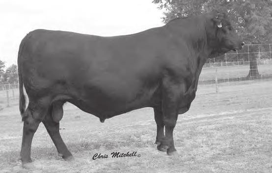 B Southern Predestined 8865 Birth Date: 12/07/05 Bull: AAA +15305707 Freeze Brand: 8865 CED +10 #VDAR New Trend 315 +.