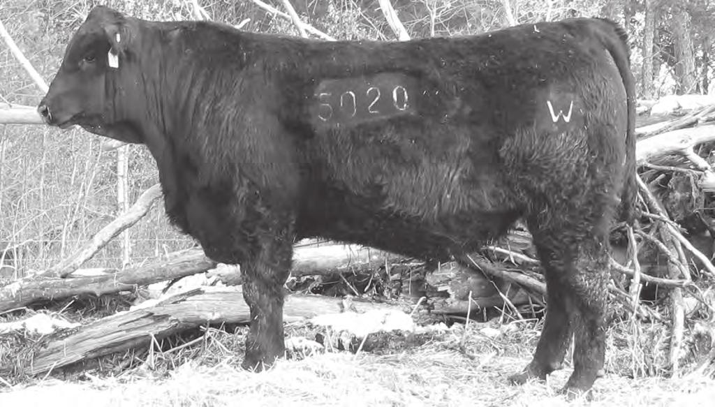 Southern Predestined 8865 Sons Lot 1 1 Wilde s Predestined 5020 Birth Date: 3/31/11 Bull: AAA 17074546 Freeze Brand: 5020 #GAR Predestined #+GAR Ext 4206 Southern Predestined 8755 AAA +15254445 [amf]