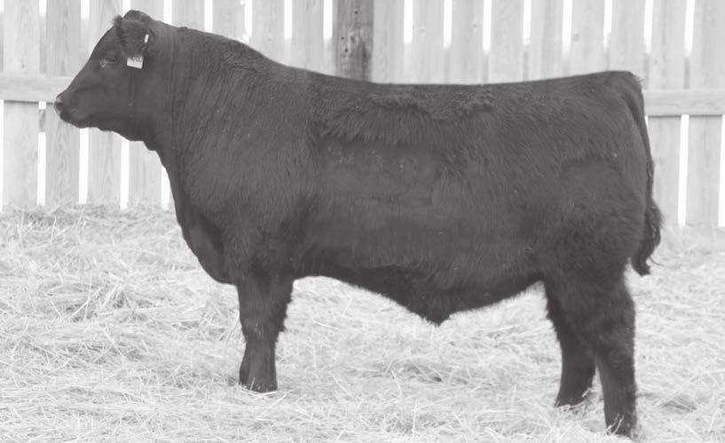 A great spread of 83 pounds at birth to 859 pounds at weaning. Low birth weights with lots of pounds at weaning and milk to go with that, who can go wrong with a bull like this one?