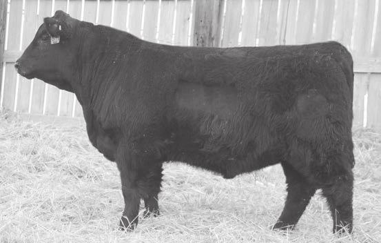 54 Ranks in the top 4% among non-parent Angus bulls for his CED EPD, top 5% for EPD, top 10% for YW EPD, $Wean Value and $Grid Value, top 15% for EPD, $Feedlot Value and $Quality Grade Value of +32.