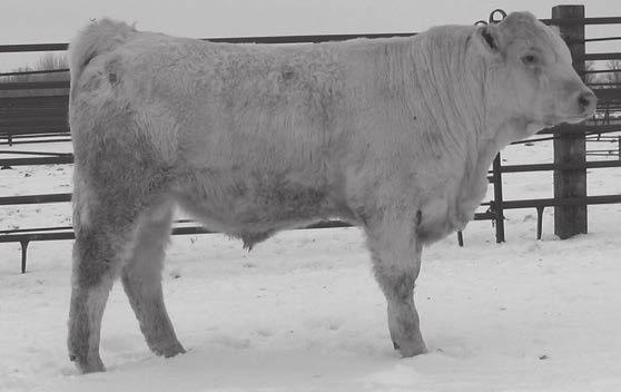 134 RA 7122 Sir Ease 2029 Birth Date: 03/12/12 Bull: M819448 Tattoo: 2029 LT Unlimited Ease 9108 Miss WC Royal Sammy 114 Skymont Ease 2078 WCR Sir Ease 7122 P M460688 WCR Sir Fab Mac 809 WCR Miss Mac