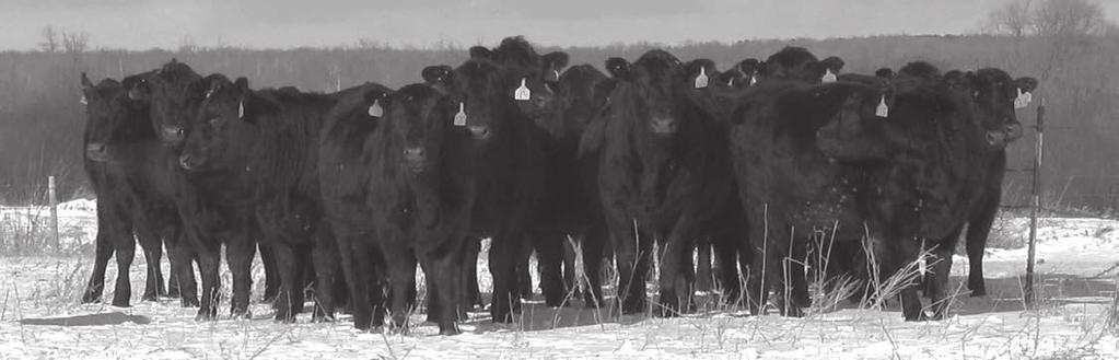 Commercial Bred Heifers 162-181 The Lewis Ranch of Bagley has brought another set of 20 commercial Angus bred heifers to us that have been sired by predominantly Wilde Angus bull over the last