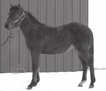 297 Dancer's Stud Colt Birth Date: 04/19/12 Color: Bay Sex: Stud Quarter Horse Yearlings Freckles Playboy Playin In The Pudden 3343871 Smart Pudden High Brown Hickory Highbrow Dancer 3486110 Patrona