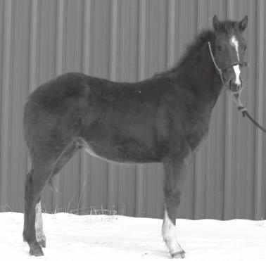 learn. A horse that is built like this stud colt should be great as a ranch horse or in the roping arena. The temperament of the "Pudden" and "Dancer" babies are second to none.
