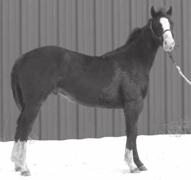 A full brother, Jewel's Smoke Brow, sold in the 2011 sale to Ralph Hanneken of Royalton, MN and another full brother, Pudden's High Dancer, sold in the 2012 sale to Chuck Carlson of Thief River