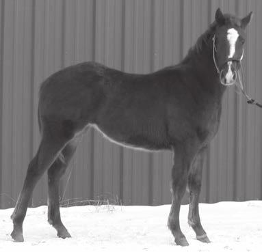 300 Lena's Filly Birth Date: 04/06/12 Color: Sorrel Sex: Filly Quarter Horse Yearlings Freckles Playboy Playin In The Pudden 3343871 Smart Pudden Travelena Smoke N Rosealena 3341428 Smoke N Miss