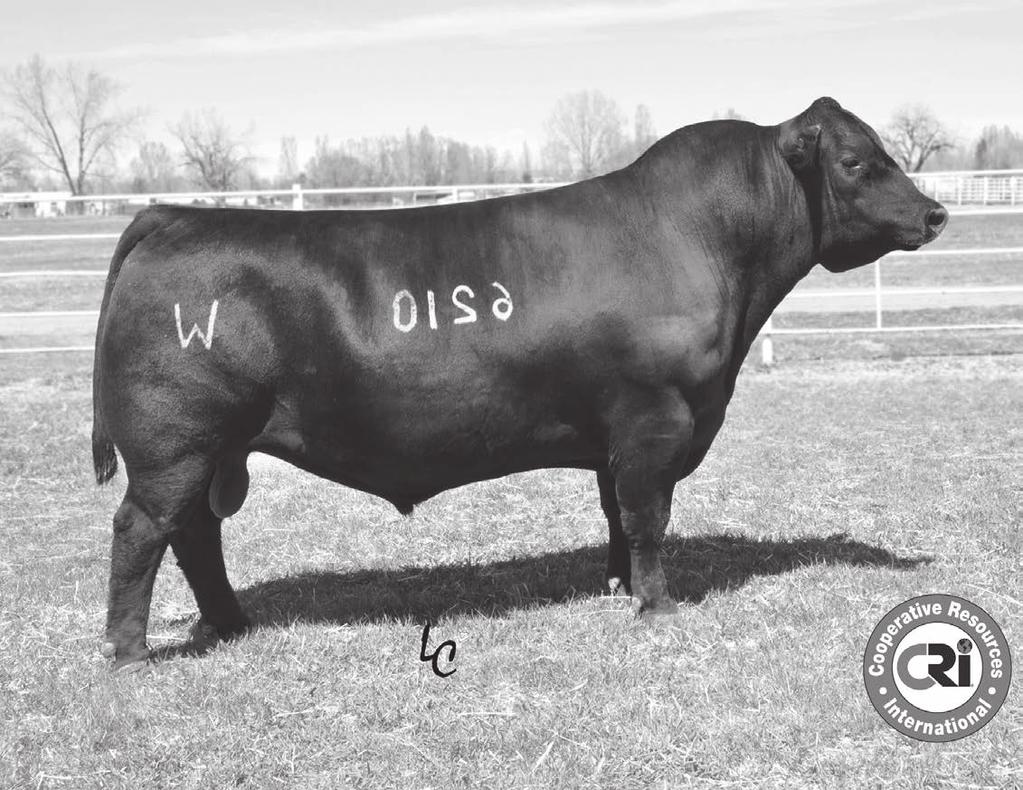 Reference Sires Wilde's Armor 6210 A Wilde's Armor 6210 [amf-caf-m1f-nhf] Birth Date: 1/08/08 Bull: AAA 16225298 Freeze Brand: 6210 #SAF Fame CED +8 GDAR Forever Lady 246 -.