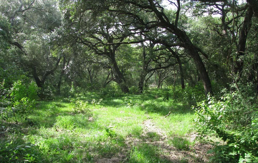95.956-Acre Parcel of CR 1, Hallettsville, Acreage: County: Nearest Town: Location: Trees: Water: Game: Price: Comments: 95.