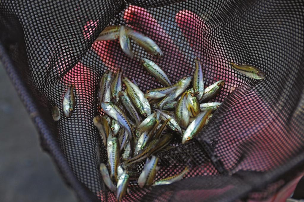 Just like any crop being raised, there are good years and bad years, said Cliff Sager, senior fisheries biologist for the Wildlife Department s South Central Region.