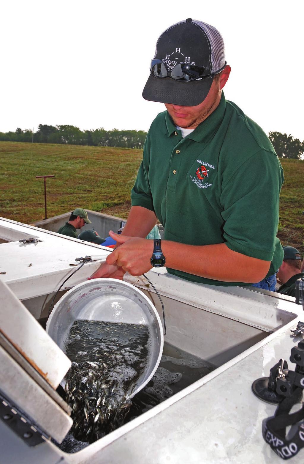 Fisheries intern Mason Eddings pours a bucket full of bass fingerlings into a hatchery truck.
