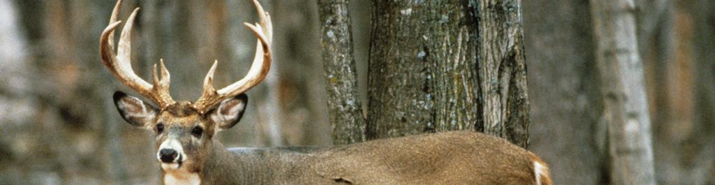Whitetail Deer Season Forecast Contributed by Dan Kaminski, Kevin Wallenfang, Melinda Nelson and Meredith Penthorn The rules have changed, but the tradition remains! Are you ready for deer season?