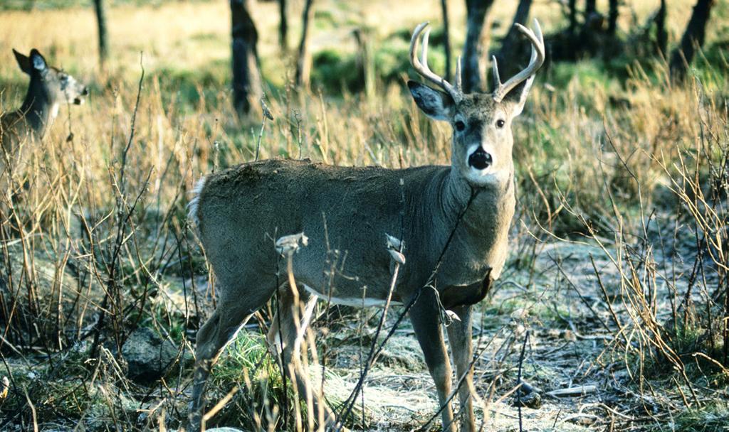 Whitetail Deer Chronic Wasting Disease CWD in North America As of 2014, 21 states and provinces have identified CWD within free-ranging herds of deer, elk and moose.