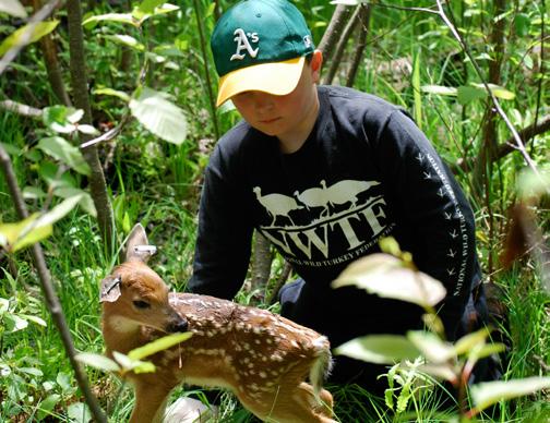 Deer Research Contributed by Daniel Storm and Dustin Bronson In 2011, the department began an ambitious deer research study in Wisconsin, taking a close look at survival rates and mortality in